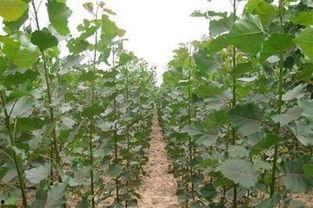 杨树的所有资料,生态宝库与绿色能源的绿色使者